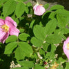 15 Pink WOOD'S ROSE Bush Mountain Rose Rosa Woodsii Fragrant Flower Seeds