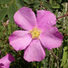 15 Pink WOOD'S ROSE Bush Mountain Rose Rosa Woodsii Fragrant Flower Seeds