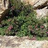 15 Pink WOOD'S ROSE Bush Mountain Rose Rosa Woodsii Fragrant Flower Seeds