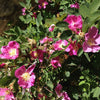 15 Pink WOOD'S ROSE Bush Mountain Rose Rosa Woodsii Fragrant Flower Seeds