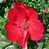 30 JAPANESE RED ROSE Bush Rosa Rugosa Rubra Rugrose Fragrant Flower Seeds
