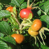 30 JAPANESE RED ROSE Bush Rosa Rugosa Rubra Rugrose Fragrant Flower Seeds