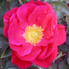 30 JAPANESE RED ROSE Bush Rosa Rugosa Rubra Rugrose Fragrant Flower Seeds