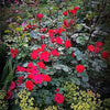 30 JAPANESE RED ROSE Bush Rosa Rugosa Rubra Rugrose Fragrant Flower Seeds
