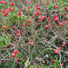 50 Thornless Pink DOG BRIER ROSE Bush Rosa Canina Inermis Victory Garden Fragrant Flower Seeds