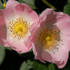 50 Thornless Pink DOG BRIER ROSE Bush Rosa Canina Inermis Victory Garden Fragrant Flower Seeds
