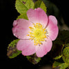 50 Thornless Pink DOG BRIER ROSE Bush Rosa Canina Inermis Victory Garden Fragrant Flower Seeds