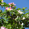 50 Thornless Pink DOG BRIER ROSE Bush Rosa Canina Inermis Victory Garden Fragrant Flower Seeds