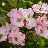 50 Thornless Pink DOG BRIER ROSE Bush Rosa Canina Inermis Victory Garden Fragrant Flower Seeds