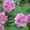 10 Pink CINNAMON ROSE Bush Amur Rosa Davurica Fragrant Flower Seeds