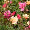 25 Mixed Colors ANGEL WINGS Miniature ROSE Bush Mix Rosa Chinensis Flower Seeds