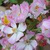 25 Mixed Colors ANGEL WINGS Miniature ROSE Bush Mix Rosa Chinensis Flower Seeds