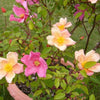 25 Mixed Colors ANGEL WINGS Miniature ROSE Bush Mix Rosa Chinensis Flower Seeds