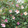 25 Mixed Colors ANGEL WINGS Miniature ROSE Bush Mix Rosa Chinensis Flower Seeds
