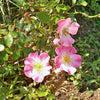 25 Mixed Colors ANGEL WINGS Miniature ROSE Bush Mix Rosa Chinensis Flower Seeds