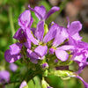 150 SPRING CHARM ROCKCRESS Rose Rock Cress Arabis Arendsii Flower Mix Seeds