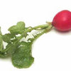 500 CHAMPION RADISH Sweet Scarlet Red Raphanus Sativus Root Vegetable Seeds
