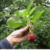 500 CHAMPION RADISH Sweet Scarlet Red Raphanus Sativus Root Vegetable Seeds