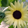 50 VANILLA ICE SUNFLOWER Two Tone Light Yellow Helianthus Annuus Flower Seeds