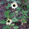 50 VANILLA ICE SUNFLOWER Two Tone Light Yellow Helianthus Annuus Flower Seeds