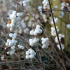10 Dwarf CREEPING SNOWBERRY Shrub White Pink Flower Symphoricarpos Mollis Seeds