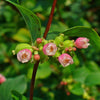 10 Dwarf CREEPING SNOWBERRY Shrub White Pink Flower Symphoricarpos Mollis Seeds