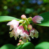 30 WESTERN SNOWBERRY Shrub White Pink Flower Symphoricarpos Occidentalis Seeds
