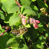 30 WESTERN SNOWBERRY Shrub White Pink Flower Symphoricarpos Occidentalis Seeds
