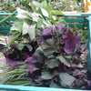 300 PURPLE SHISO aka PERILLA Frutescens Ornamental Herb Seeds Green & Purple