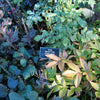 300 PURPLE SHISO aka PERILLA Frutescens Ornamental Herb Seeds Green & Purple
