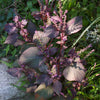 300 PURPLE SHISO aka PERILLA Frutescens Ornamental Herb Seeds Green & Purple