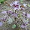 300 PURPLE SHISO aka PERILLA Frutescens Ornamental Herb Seeds Green & Purple