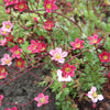 50 ROSE ROBE SAXIFRAGA Arendsii Mossy Rockfoil Evergreen Flower Seeds