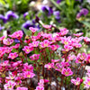 50 ROSE ROBE SAXIFRAGA Arendsii Mossy Rockfoil Evergreen Flower Seeds