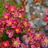 50 ROSE ROBE SAXIFRAGA Arendsii Mossy Rockfoil Evergreen Flower Seeds