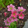 50 ROSE ROBE SAXIFRAGA Arendsii Mossy Rockfoil Evergreen Flower Seeds