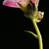 50 ROSE ROBE SAXIFRAGA Arendsii Mossy Rockfoil Evergreen Flower Seeds
