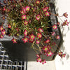 50 PURPLE ROBE SAXIFRAGA Arendsii Moss Rockfoil Evergreen Flower Seeds