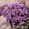 50 PURPLE ROBE SAXIFRAGA Arendsii Moss Rockfoil Evergreen Flower Seeds