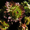 50 PURPLE ROBE SAXIFRAGA Arendsii Moss Rockfoil Evergreen Flower Seeds