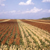 20 Syrup ROX ORANGE SORGHUM Waconia Sugar Cane Bicolor Vegetable Grain Seeds