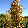 50 TOP 76-6 SORGHUM Bicolor Syrup Flour Grain Vegetable Seeds