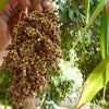 50 TOP 76-6 SORGHUM Bicolor Syrup Flour Grain Vegetable Seeds