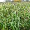 50 M81E SORGHUM Light Amber Syrup Bicolor Vegetable Grain Seeds