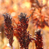 50 M81E SORGHUM Light Amber Syrup Bicolor Vegetable Grain Seeds