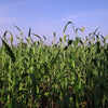50 M81E SORGHUM Light Amber Syrup Bicolor Vegetable Grain Seeds