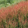 100 SHEEP SORREL Rumex Acetosella Red Field Sorrel Sour Weed Herb Flower Seeds