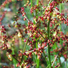 100 SHEEP SORREL Rumex Acetosella Red Field Sorrel Sour Weed Herb Flower Seeds