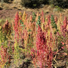 50 Organic RED AZTEC SPINACH Huauzontle Chenopodium Berlandieri Greens Vegetable Seeds