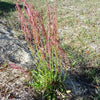 50 Organic RED AZTEC SPINACH Huauzontle Chenopodium Berlandieri Greens Vegetable Seeds